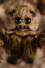 Wolf spider (Hogna radiata) portrait, Italy.