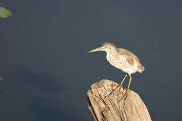 Mangrovenreiher / Green-backed heron / Butorides striatus