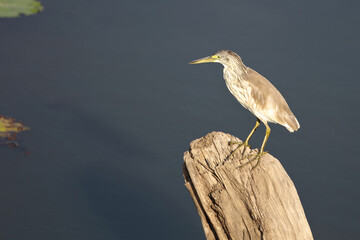 Mangrovenreiher / Green-backed heron / Butorides striatus