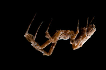 Feather-legged lace weaver (Uloborus plumipes), Liguria, Italy.