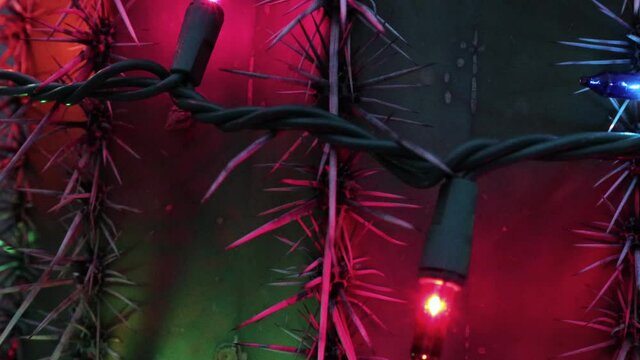 Christmas Lights on Cactus in Scottsdale Arizona