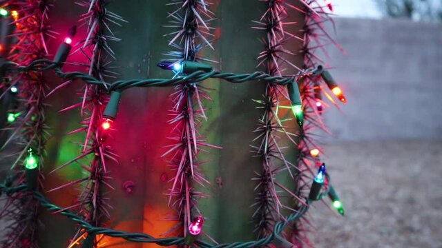 Christmas Lights on Saguaro Cactus at Night in Scottsdale