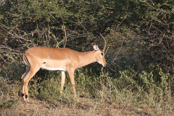 Schwarzfersenantilope / Impala / Aepyceros melampus