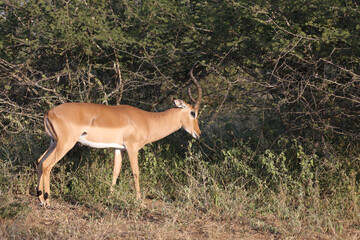 Schwarzfersenantilope / Impala / Aepyceros melampus