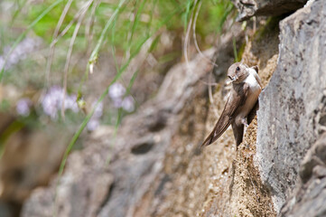 Eurasian crag martin (Ptyonoprogne rupestris), Liguria, Italy.