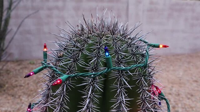Christmas Lights on Barrel Cactus in Scottsdale Arizona