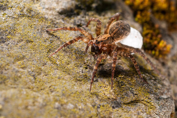 Wolf spider (Trochosa sp.) female with cocoon.