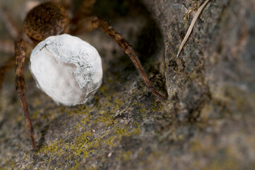 Wolf spider (Trochosa sp.) female with cocoon.