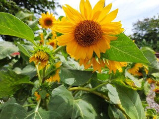 sunflowers grew along the railroad tracks in the morning sun