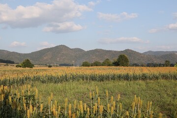 Obraz premium field of wheat and mountains