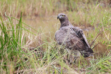 Kampfadler / Martial Eagle / Polemaetus bellicosus