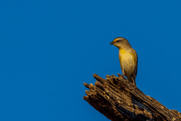 A very small, short-tailed endemic Australian bird known as a Striated Pardalote (Pardalotus striatus).