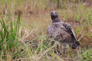 Kampfadler / Martial Eagle / Polemaetus bellicosus