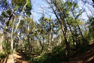 Enjoy the autum color leaves