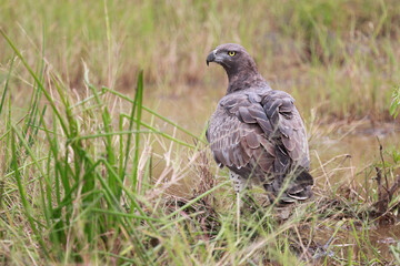 Kampfadler / Martial Eagle / Polemaetus bellicosus