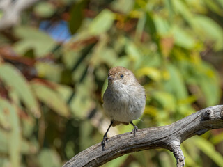 A small brownish gray bird with thin pointed bill and a vivid chestnut rump known as a Chestnut-rumped Thornbill (Acanthiza uropygialis) perched on a branch.