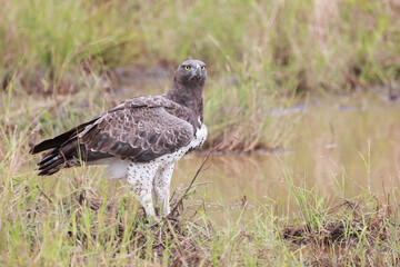 Kampfadler / Martial Eagle / Polemaetus bellicosus