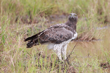 Kampfadler / Martial Eagle / Polemaetus bellicosus