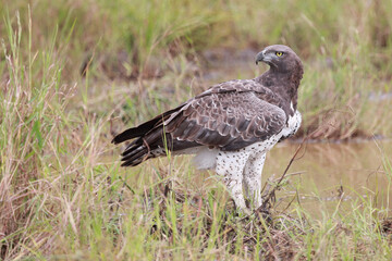 Kampfadler / Martial Eagle / Polemaetus bellicosus