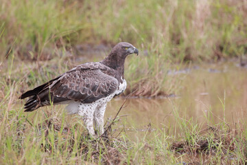 Kampfadler / Martial Eagle / Polemaetus bellicosus