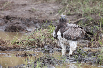 Kampfadler / Martial Eagle / Polemaetus bellicosus