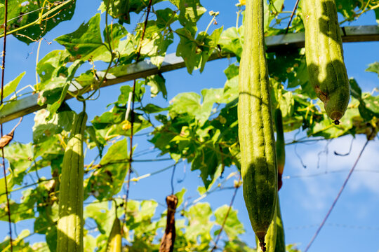 zucchini vegetable on blue sky background