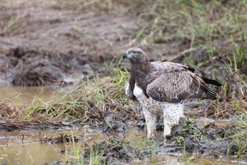 Kampfadler / Martial Eagle / Polemaetus bellicosus