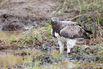 Kampfadler / Martial Eagle / Polemaetus bellicosus