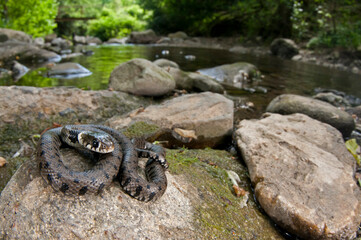 Barred grass snake (Natrix helvetica) in its habitat, Tuscany, Italy.