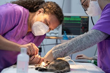 Veterinary surgeon performing an operation on a cat