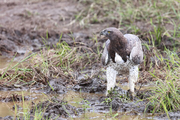 Kampfadler / Martial Eagle / Polemaetus bellicosus