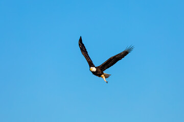 Bal eagle with caught fish,scene from lake Michigan
