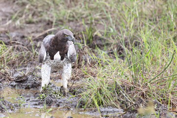 Kampfadler / Martial Eagle / Polemaetus bellicosus