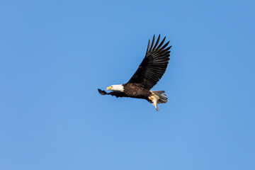 Obraz premium Bal eagle with caught fish,scene from lake Michigan