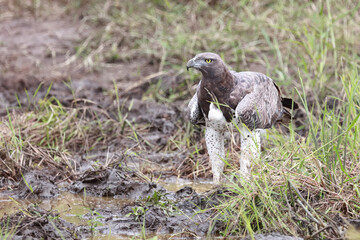 Kampfadler / Martial Eagle / Polemaetus bellicosus