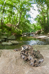 Fototapeta premium Barred grass snake (Natrix helvetica) in its habitat, Tuscany, Italy.
