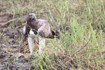 Kampfadler / Martial Eagle / Polemaetus bellicosus