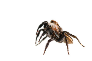 Jumping spider (Phlegra bresnieri) on white background.