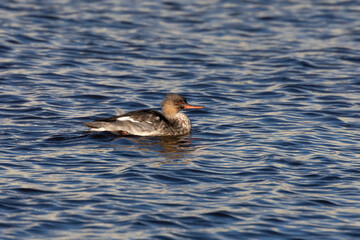 Younger red breasted merganser on Michigan lake