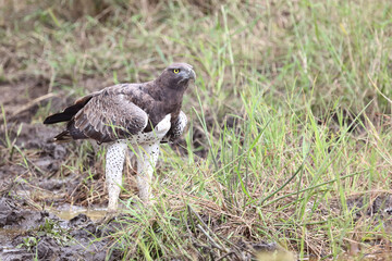 Kampfadler / Martial Eagle / Polemaetus bellicosus