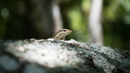 Small lizard sitting on rock in the sun in rainforest in Seychelles