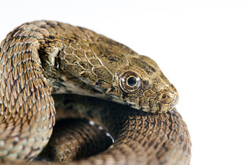 Fototapeta premium Dice snake (Natrix tessellata) on white background, Italy.