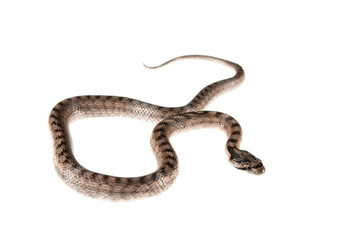 Southern smooth snake (Coronella girondica) on white background, Italy.