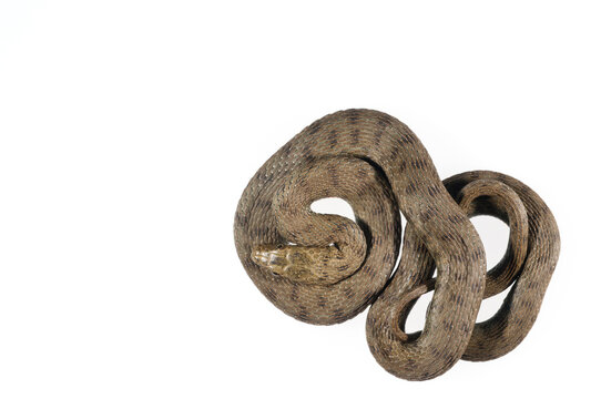 Dice snake (Natrix tessellata) on white background, Italy.