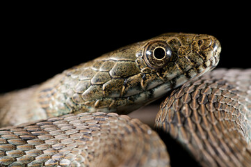 Dice snake (Natrix tessellata) on black background, Italy.