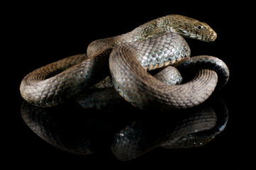 Dice snake (Natrix tessellata) on black background, Italy.