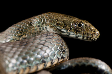Dice snake (Natrix tessellata) on black background, Italy.