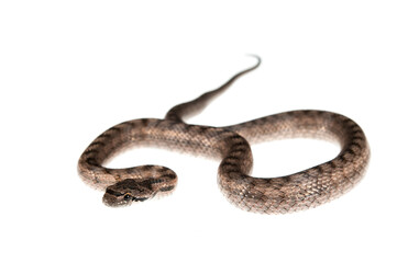 Southern smooth snake (Coronella girondica) on white background, Italy.
