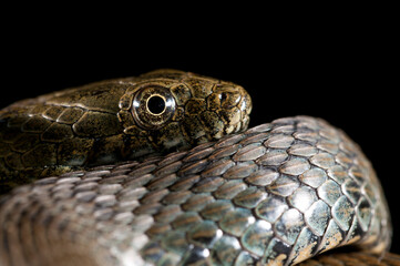 Dice snake (Natrix tessellata) on black background, Italy.
