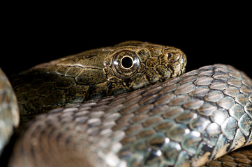 Fototapeta premium Dice snake (Natrix tessellata) on black background, Italy.